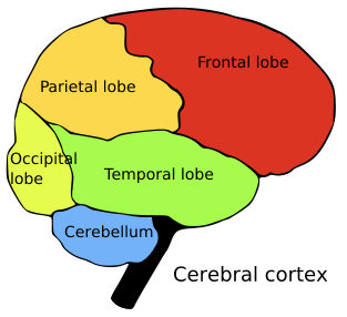 Brain Anatomy Diagram